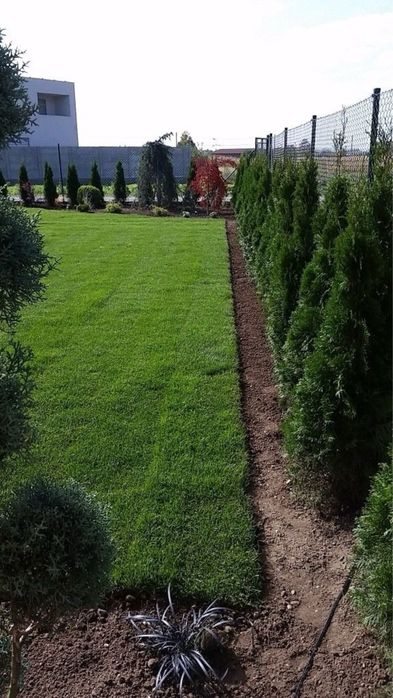 Рулонный газон / посевной газон под ключ