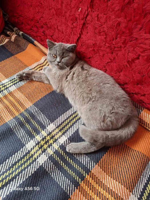 Котка женска котка