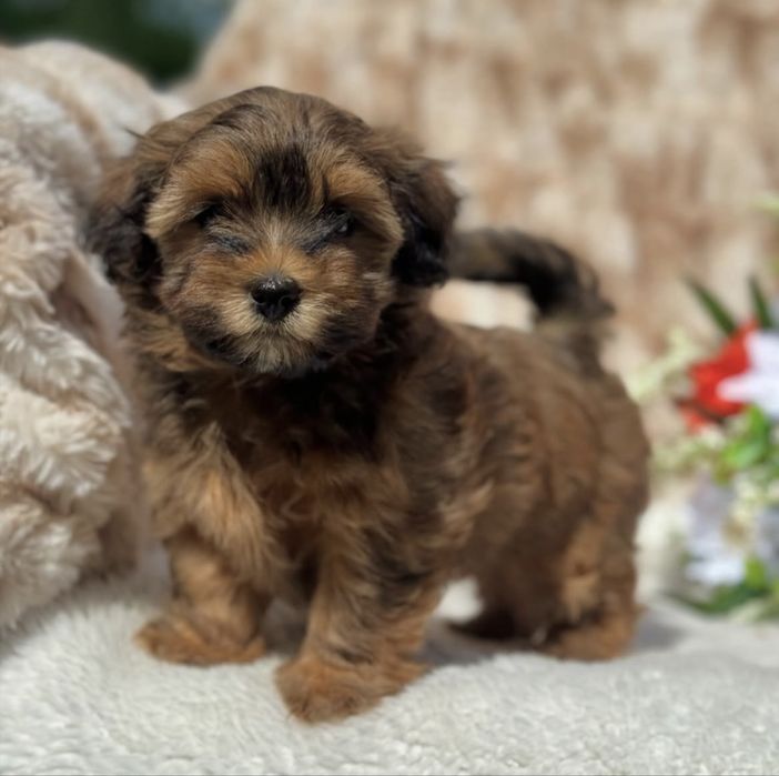 Bichon havanez650 lei