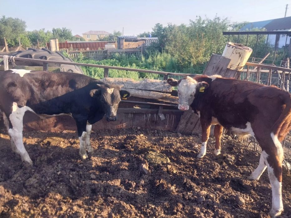 Продается коровы