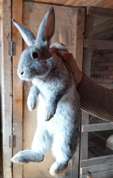 Продам кроликов разных возрастов.