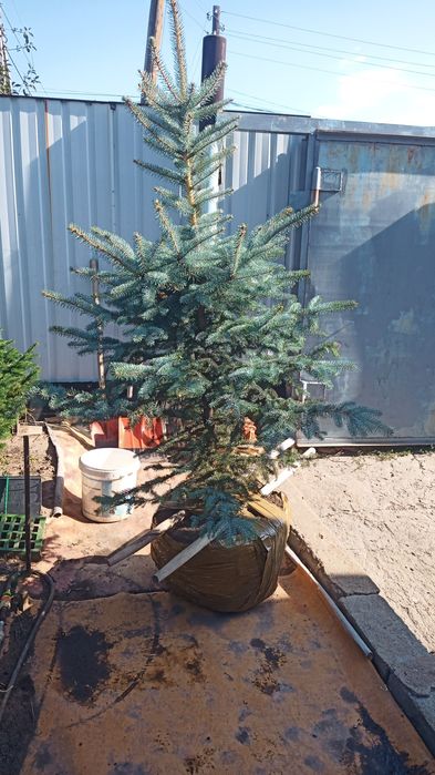 Деревья, кустарники, цветы