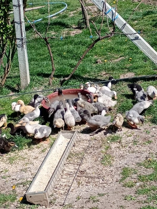 Boboci de rațe polare