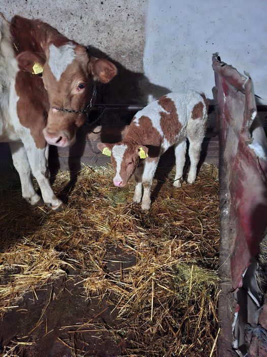 Vitica Balțată   romaneasca !