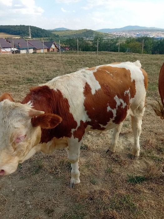 Vițel si vitele  frumosi