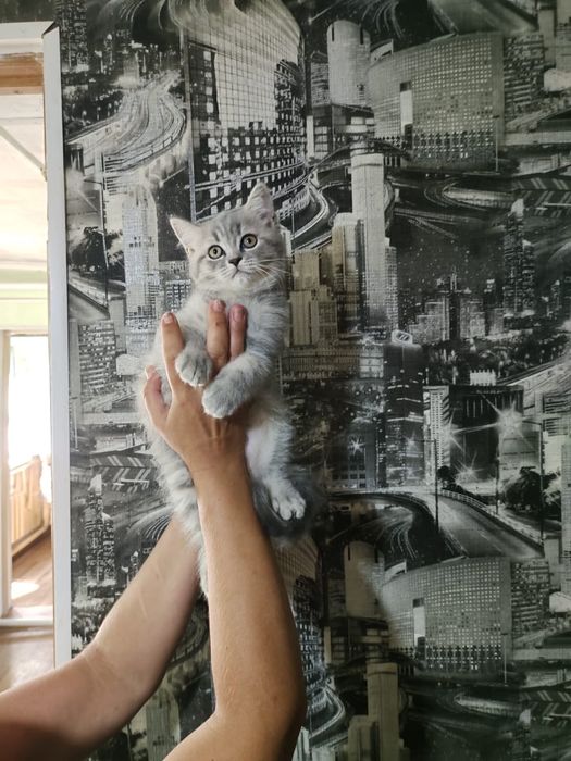 Шотландские котята
