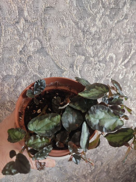 Продам комнатные цветы