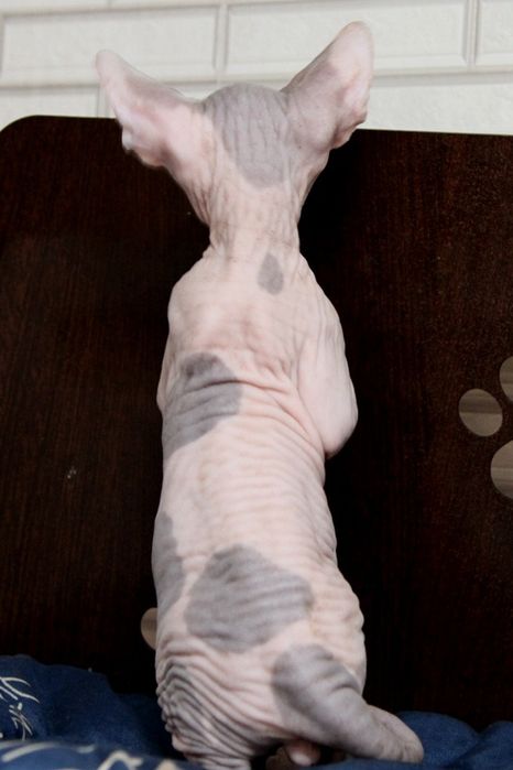 Канадский сфинкс. Котята