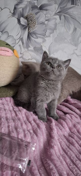 Британские котята с документами