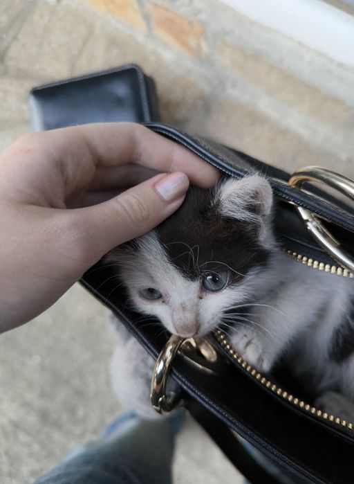 Спешно коте си търси дом!