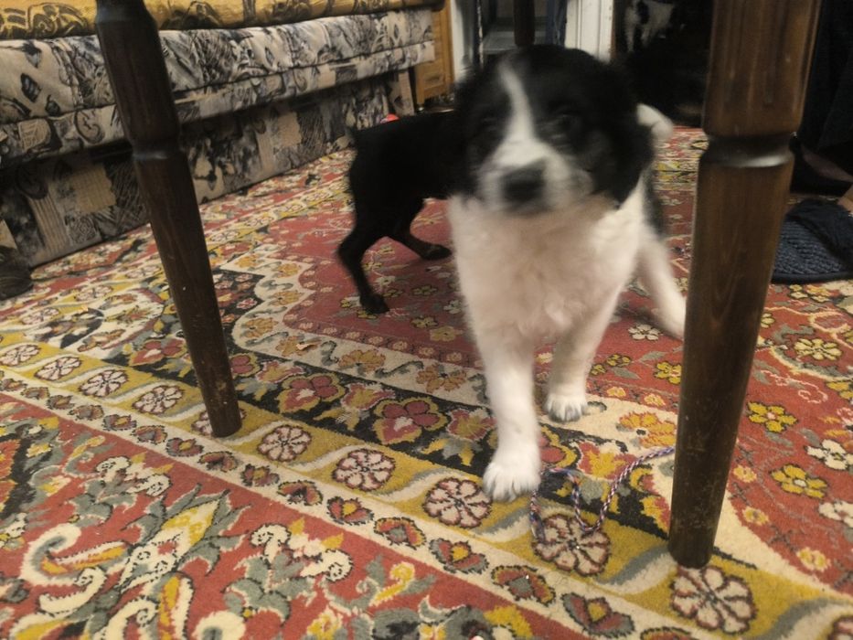 Donez  2 cățelușe