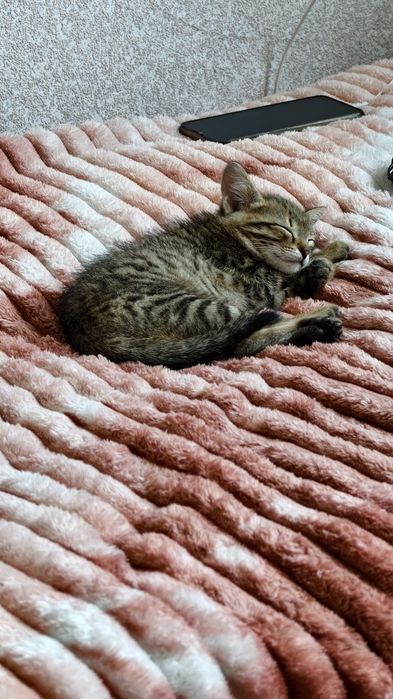 Отдам котёнка в добрые руки