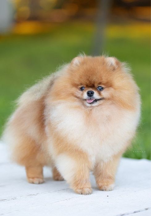 Щенок шпица девочка