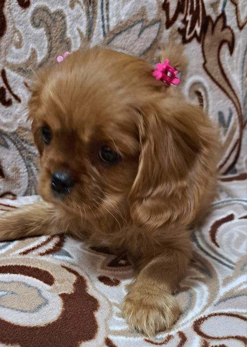 Щенки Кавалер Кинг Чарльз