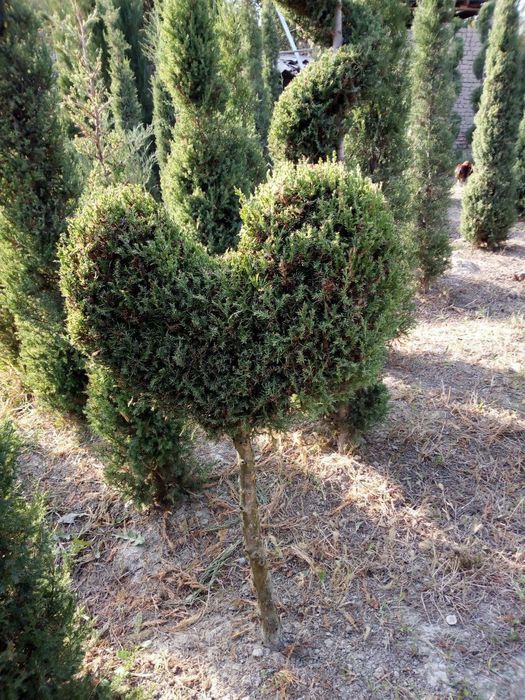 Assalom aleykum daraxt ekish va shakl berish Toshkent boʼylab