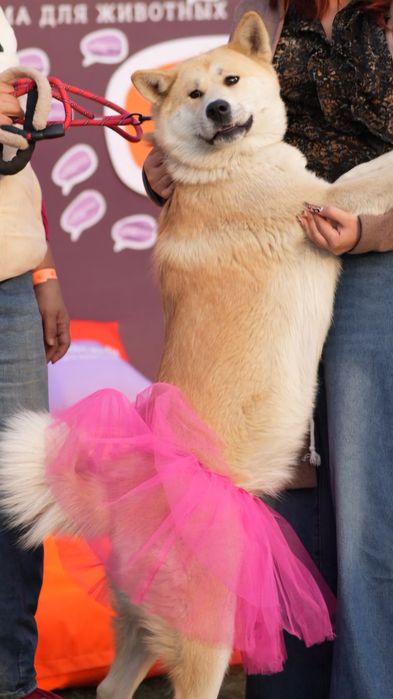 Акита ину девочка 1год и 3 месяца