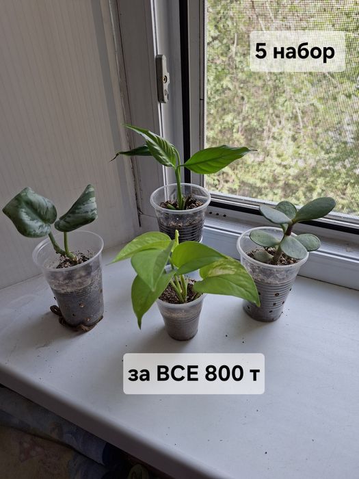 Продаю цветы комнатные