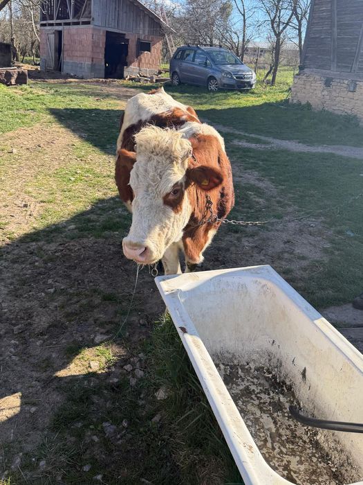 Vaca Bălțata romaneasca