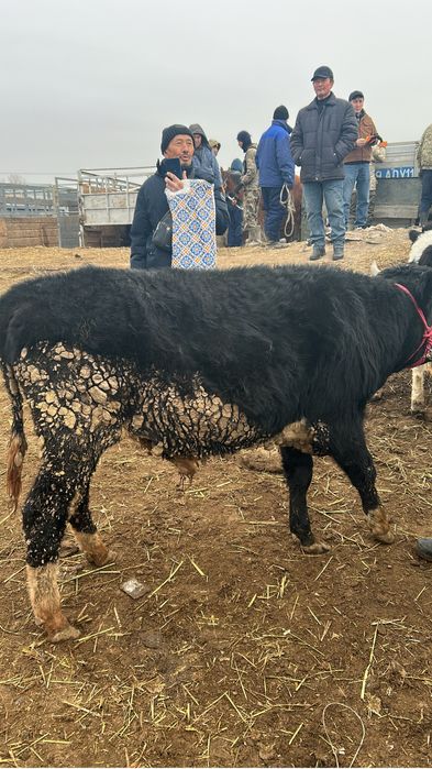 Саудасы барр 370