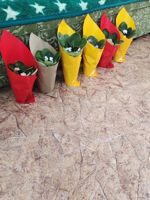 Домашние цветы. Фиалка.