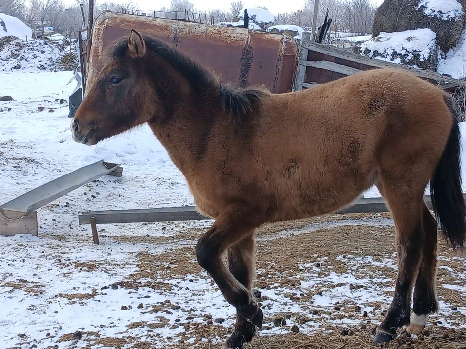 Продам жеребёнка