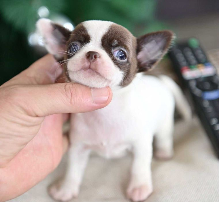 Женско мини чихуахуа бяло шоколадово