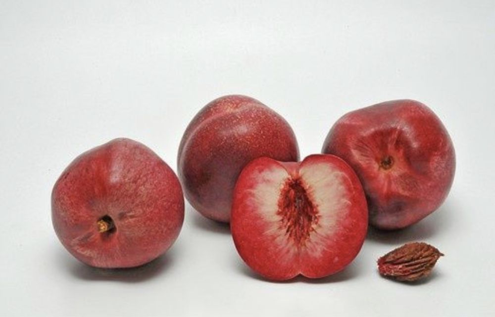 Nectarin Sanguine d'Auvergne