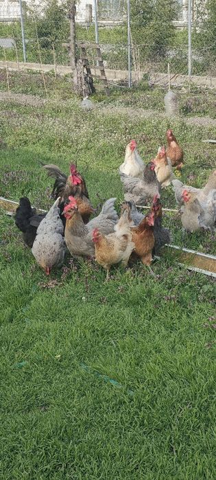 Яйца от селски пасящи кокошки!