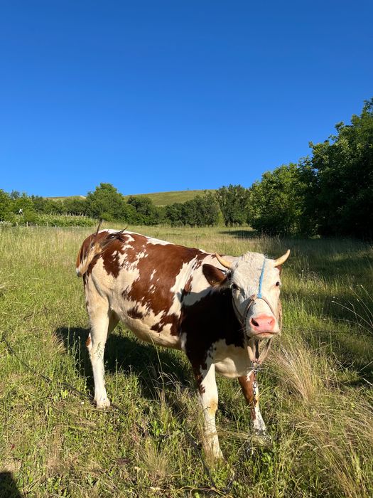 Vaca tanara cu vitel in burta