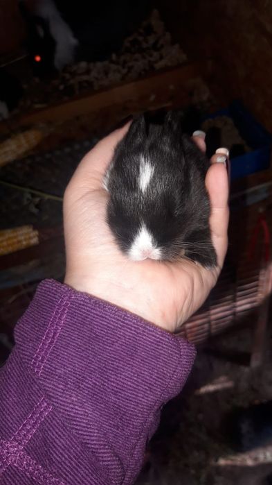 Iepurasi pitici cu ochii albastri la maturitate nu