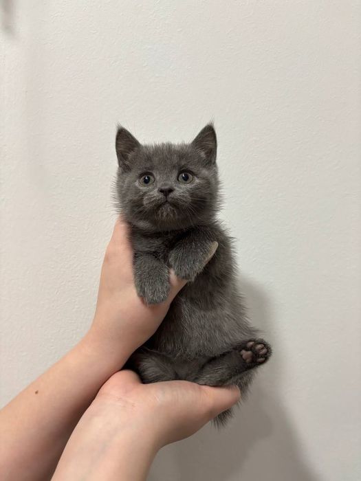 Котята шотландские