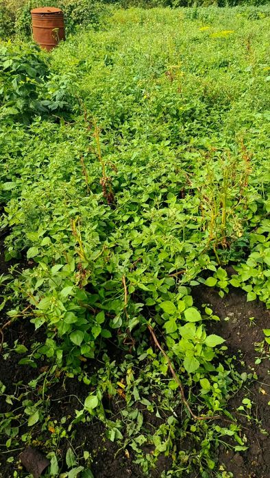Продам дачу 10 соток, с/о Ромашка