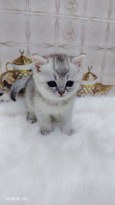 Zalotisti shinshilla