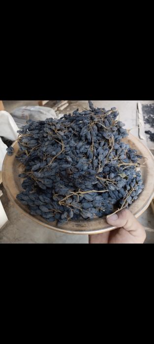 2-3 йиллик узум кучатлари сотилади