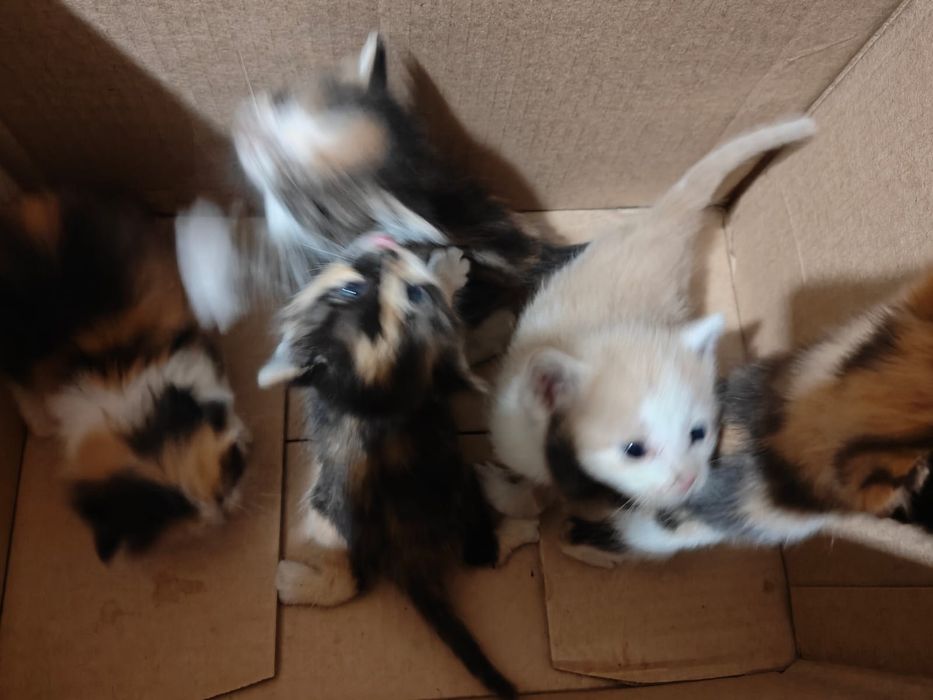 Отдам котят в добрые руки