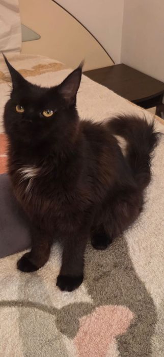 Fetita Maine Coon xxl