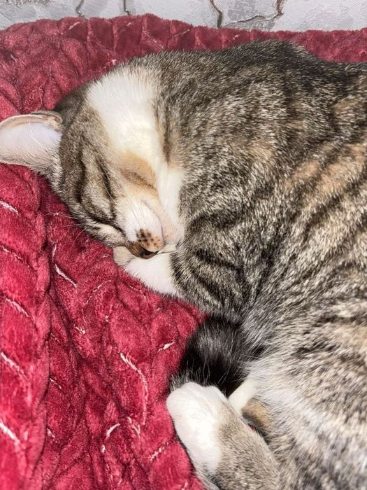 кошка    девочка