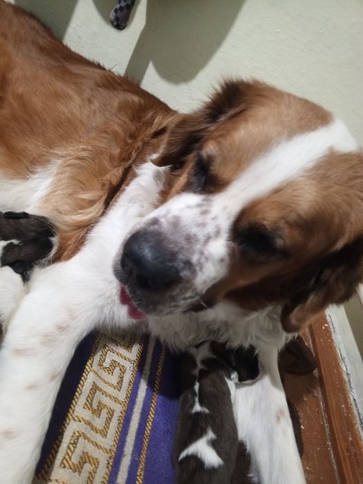 Щенки Московской сторожевой