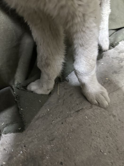 Алабай отдам щенок