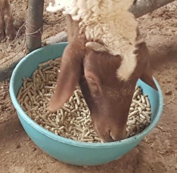 Qo‘y, echki, ot, baliq va mollar uchun to‘yimli BIOGRANULA yem! (Beda,