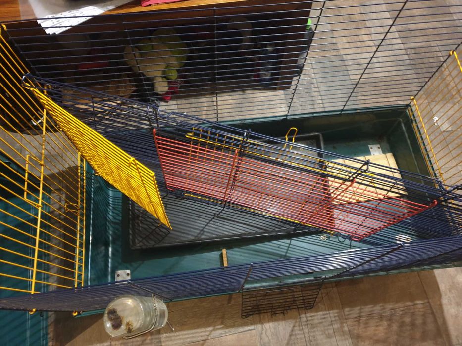 Cusca animale de companie