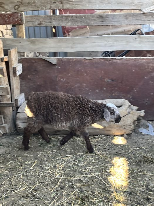 Қозылар сатылады