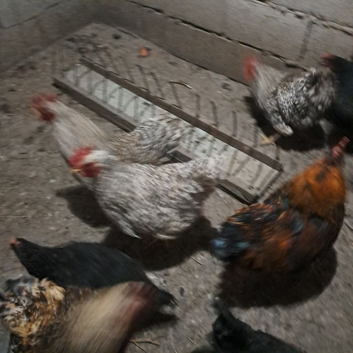 Продам молодых петушков