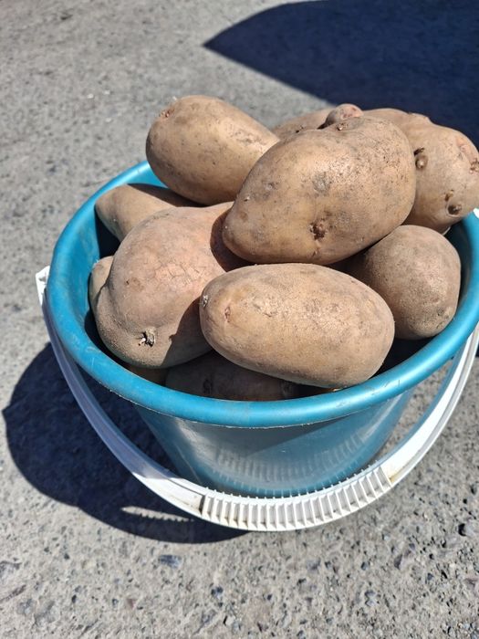 Продам дачный картофель