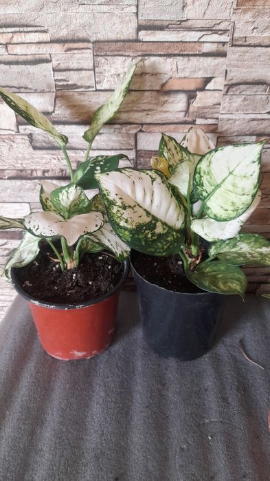 Аглаонема  комнатные