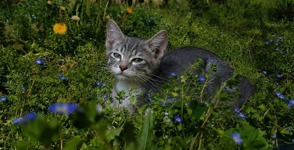 Котята срочно ищут дом!