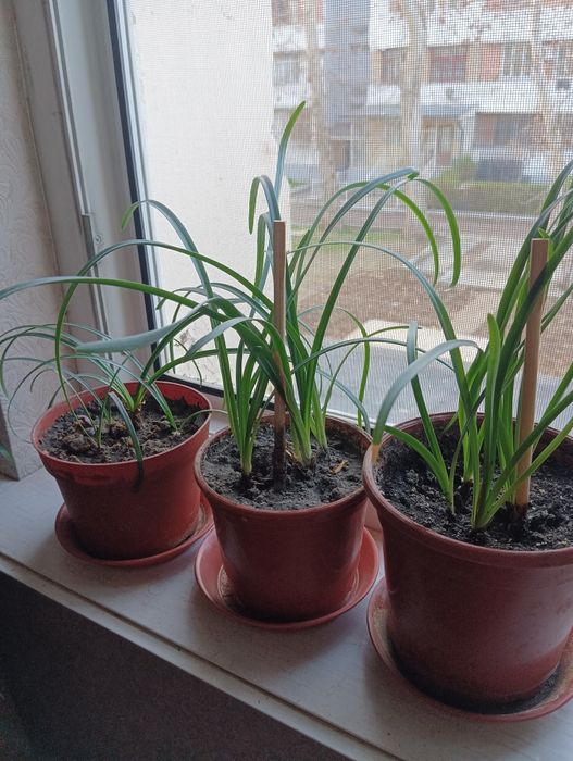 Продам цветы выскочка