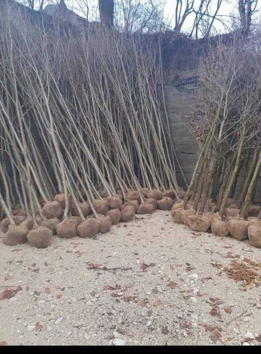 mesteceni albi  la balot