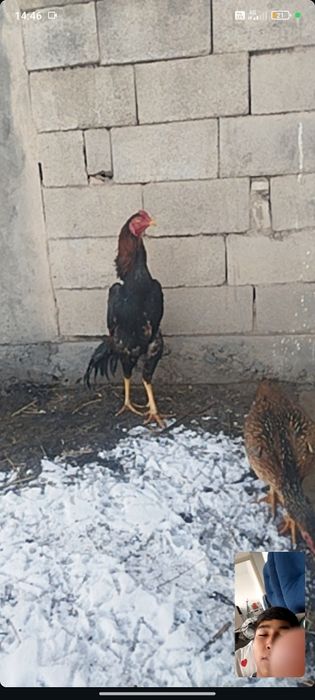 Продам курей Породы Шамо