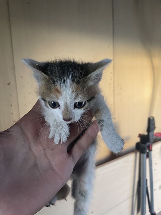 Четыре охорных котенка